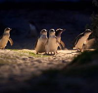 Phillip Island Nature Parks - Accommodation Melbourne