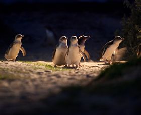 Phillip Island Nature Parks - Accommodation Melbourne 0