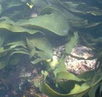 Churchill Island Marine National Park - Accommodation Melbourne