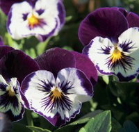 Newtown Park State Rose Garden - Accommodation Melbourne