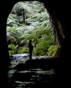 Glow Worm Tunnel - Accommodation Melbourne 2