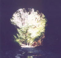 Glow Worm Tunnel - Accommodation Melbourne