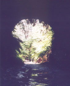 Glow Worm Tunnel - Accommodation Melbourne 0