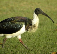 Toowoomba Water Bird Habitat - Accommodation Melbourne