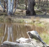 Mulligans Flat - Accommodation Melbourne