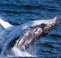 Sydney Eco Whale Watching - Accommodation Melbourne