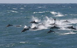Salamander Bay NSW Accommodation Melbourne