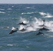 Tamboi Queen Cruises - Accommodation Melbourne