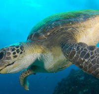Byron Bay Dive Centre - Accommodation Melbourne