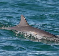 Byron Bay Dolphin Wildlife Tours - Accommodation Melbourne