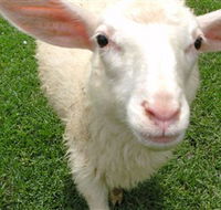 Golden Ridge Animal Farm - Accommodation Melbourne