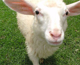 Golden Ridge Animal Farm - Accommodation Melbourne 0