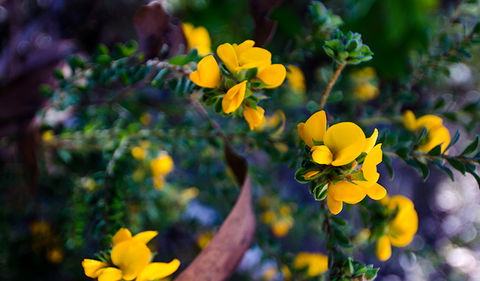 Canoelands Ridge Walking Track - Accommodation Melbourne 2