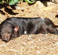 Symbio Wildlife Park - Accommodation Melbourne