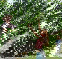 Forest Range Cherries - Accommodation Melbourne