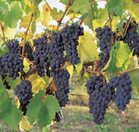 Hills Short Wine and Food Trail - Accommodation Melbourne