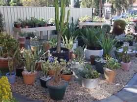 Cactus Creations - Accommodation Melbourne 1
