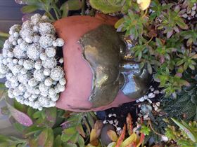 Cactus Creations - Accommodation Melbourne 2