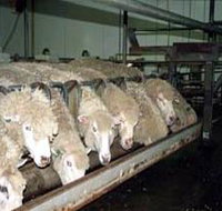 Island Pure Sheep Dairy And Cheese Factory - Accommodation Melbourne