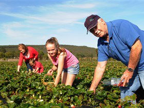 Mount Compass And District Produce And Tourist Trail - Accommodation Melbourne 1