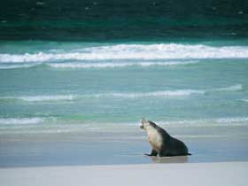 Flinders Chase National Park - Accommodation Melbourne 1