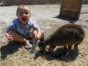 Animal Farm Goolwa - Accommodation Melbourne 0