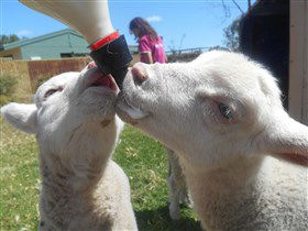 Animal Farm Goolwa - Accommodation Melbourne 1