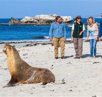 Seal Bay Conservation Park - Accommodation Melbourne