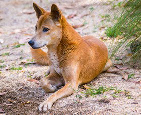 Territory Wildlife Park - Accommodation Melbourne 2