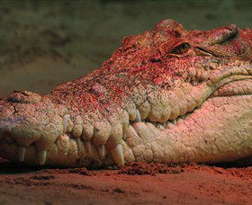 Territory Wildlife Park - Accommodation Melbourne 3