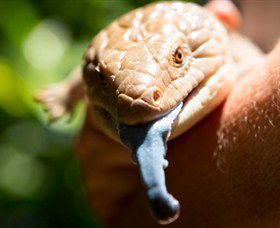 Territory Wildlife Park - Accommodation Melbourne 5