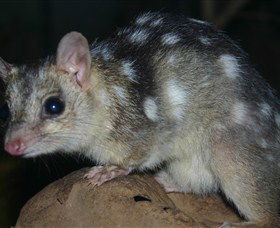 Territory Wildlife Park - Accommodation Melbourne 6