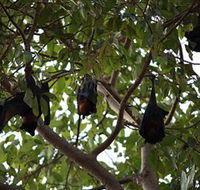 Manngarre Rainforest Walk - Accommodation Melbourne