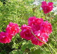 Bishop's Lodge Historic House and Heritage Rose Garden - Accommodation Melbourne