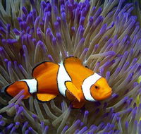 Reef HQ Aquarium - Accommodation Melbourne