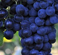 De Bortoli Wines Bilbul - Accommodation Melbourne