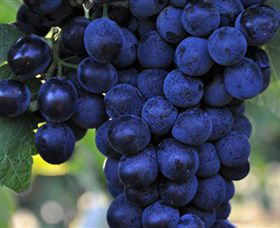 De Bortoli Wines Bilbul - Accommodation Melbourne 0