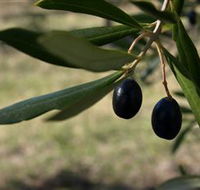 Red Rock Olives - Accommodation Melbourne