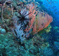 SS Yongala Dive Site - Accommodation Melbourne