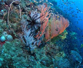SS Yongala Dive Site - Accommodation Melbourne 0