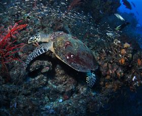 SS Yongala Dive Site - Accommodation Melbourne 3