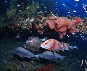 SS Yongala Dive Site - Accommodation Melbourne 2