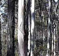Kooyoora State Park - Accommodation Melbourne