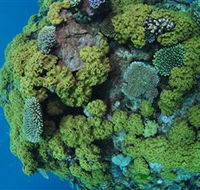 Keeper Reef Dive Site - Accommodation Melbourne