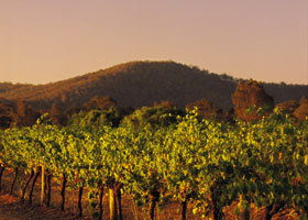 Taltarni Vineyards - Accommodation Melbourne 0