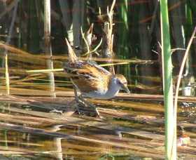 Fivebough Wetlands - Accommodation Melbourne 1