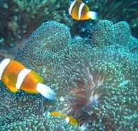 Davies Reef Dive Site - Accommodation Melbourne