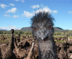 Emu Logic - Accommodation Melbourne 1