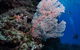 Barracuda Bommie Dive Site - thumb 0