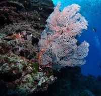 Barracuda Bommie Dive Site - Accommodation Melbourne